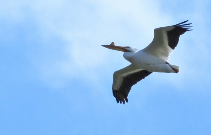 American White Pelican - ML635181925