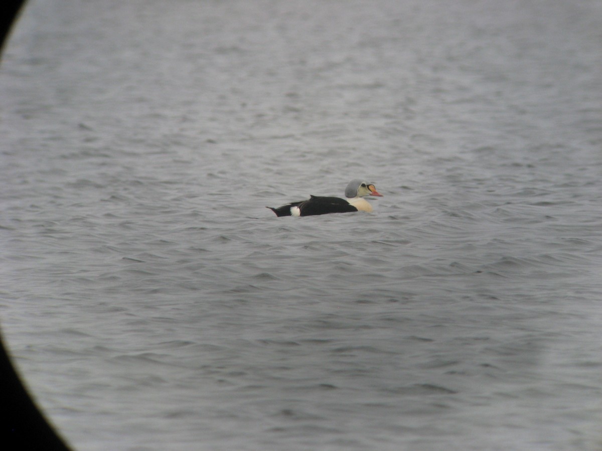 King Eider - ML635181929
