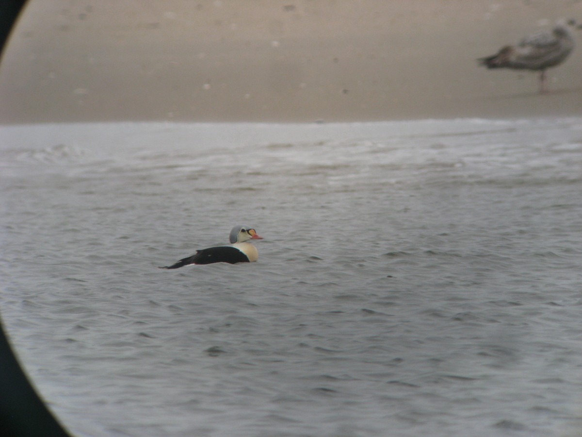 King Eider - ML635181931