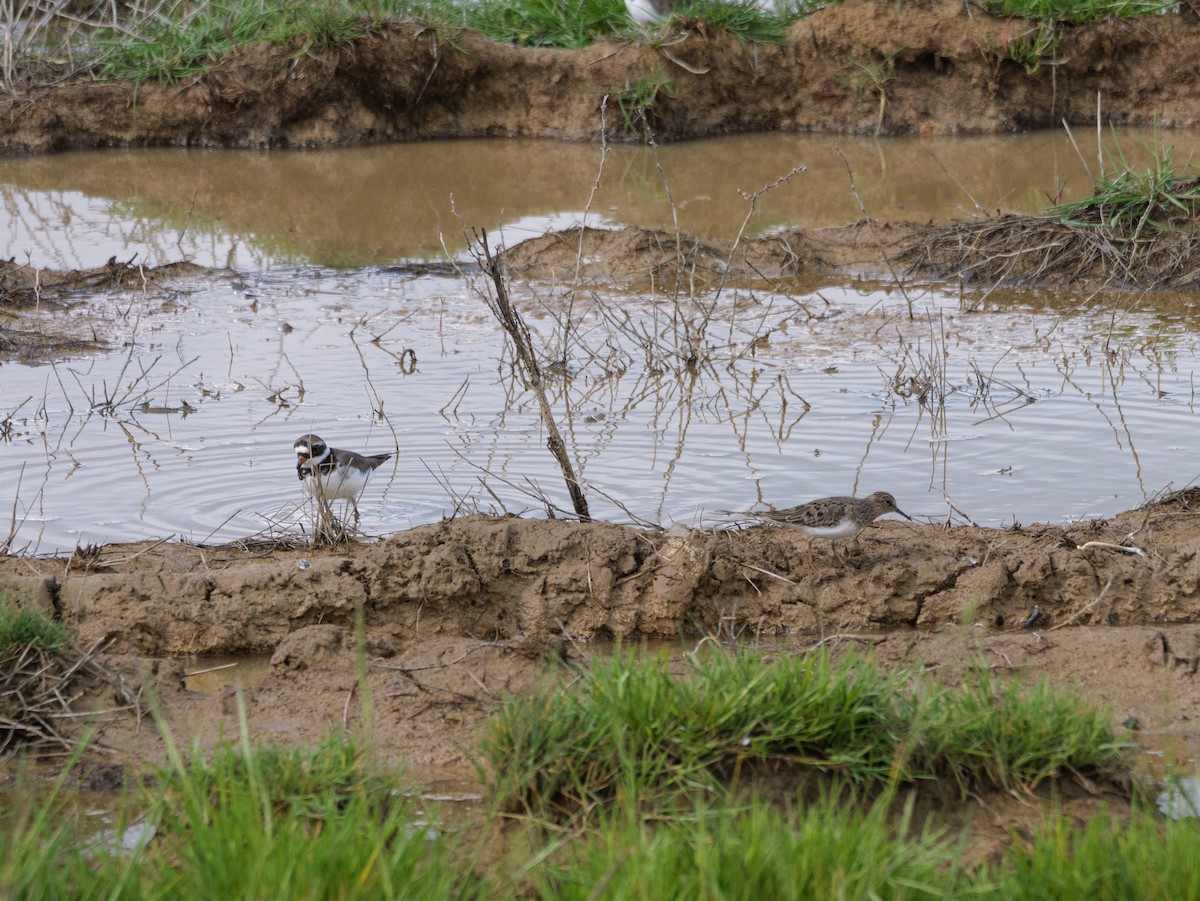 Temminck's Stint - ML635181956
