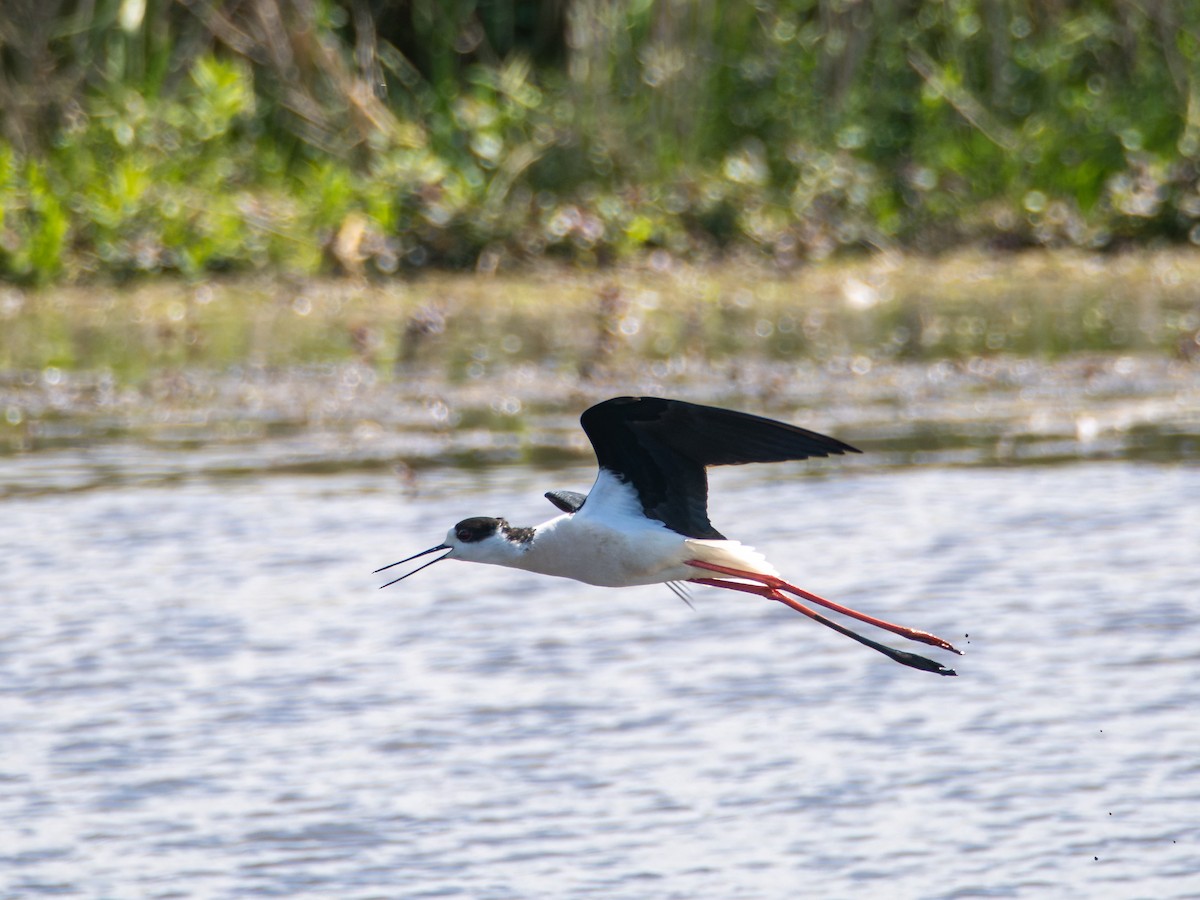 Black-winged Stilt - ML635182093