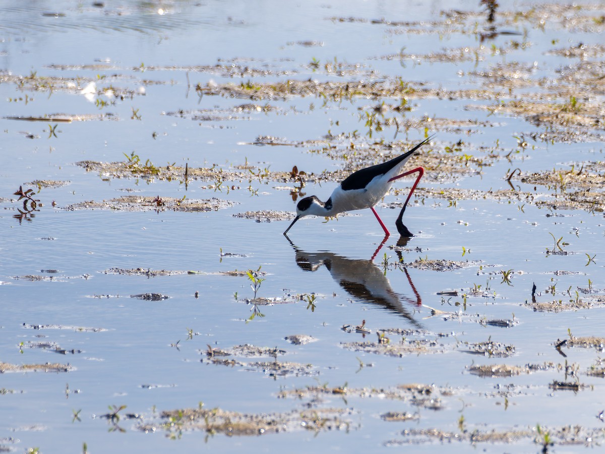 Black-winged Stilt - ML635182094