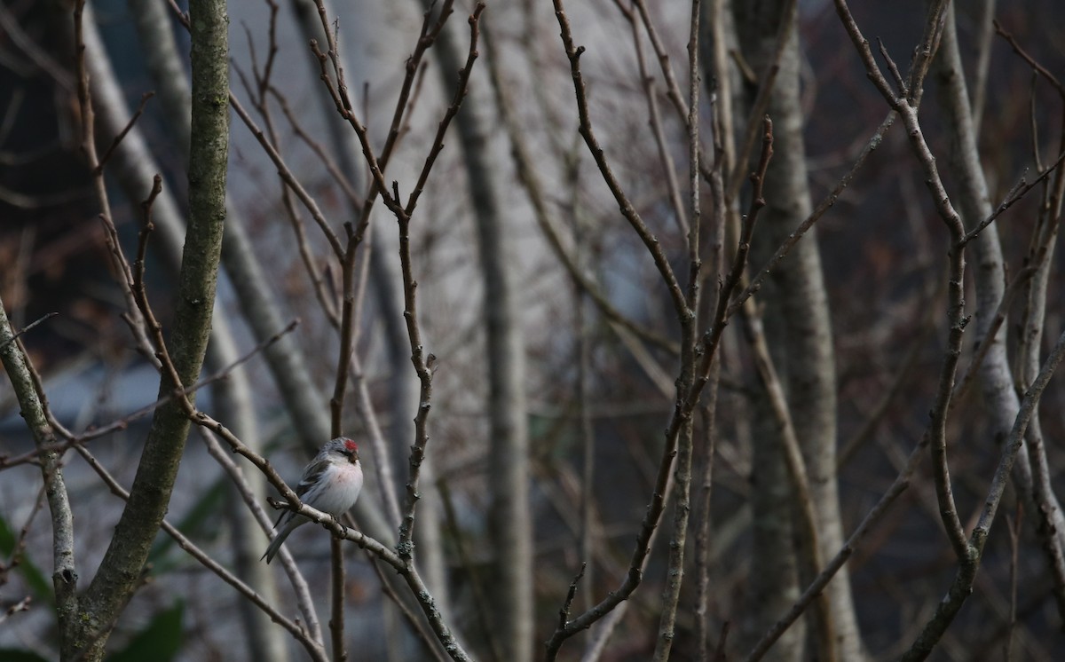 Redpoll (exilipes) - ML635182154