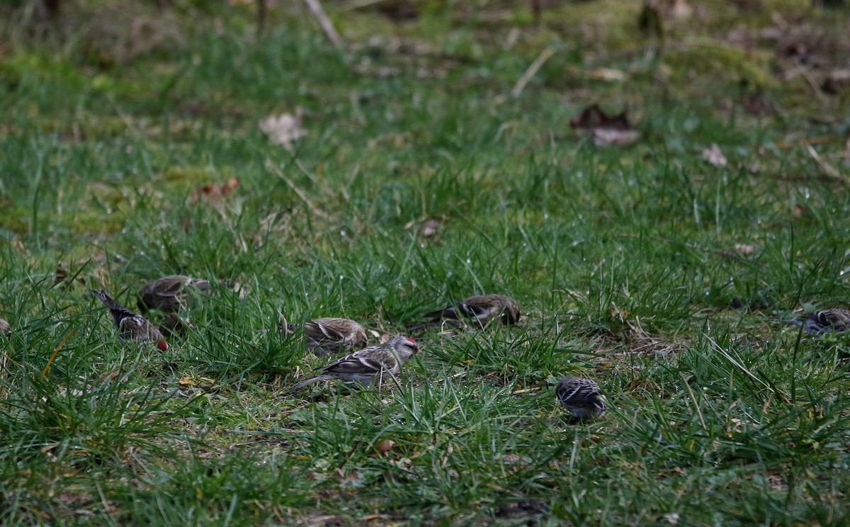 Redpoll (exilipes) - ML635182155