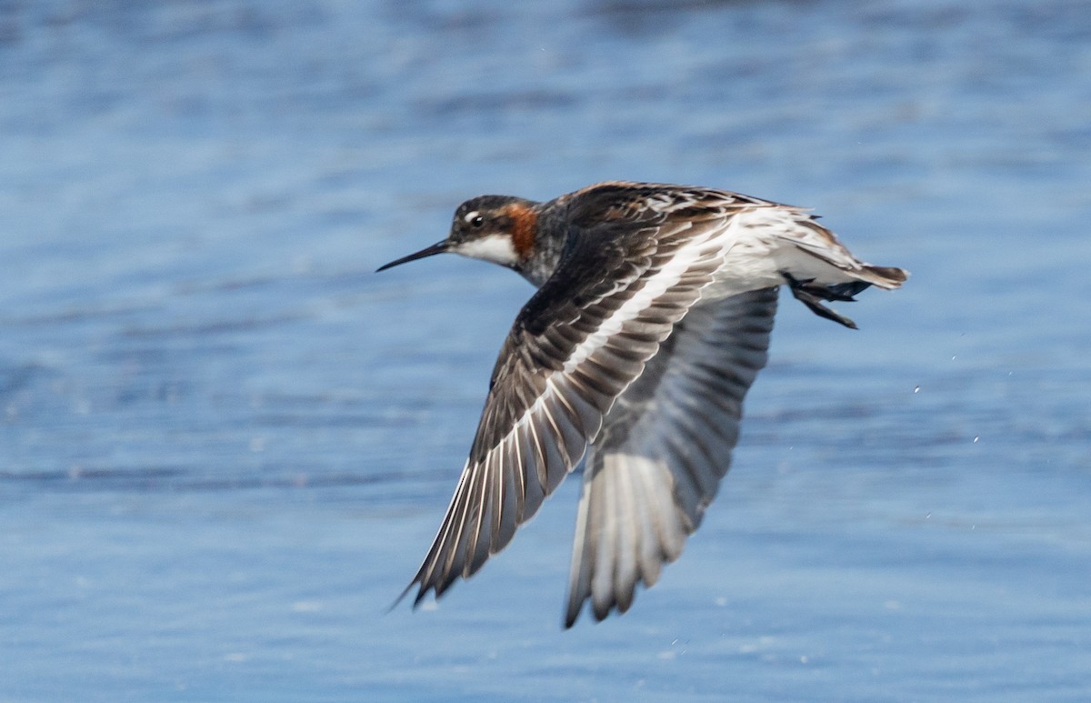 Red-necked Phalarope - ML635182178