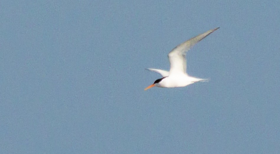 Elegant Tern - ML635182204