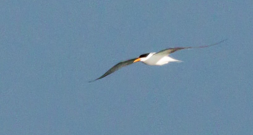 Elegant Tern - ML635182205