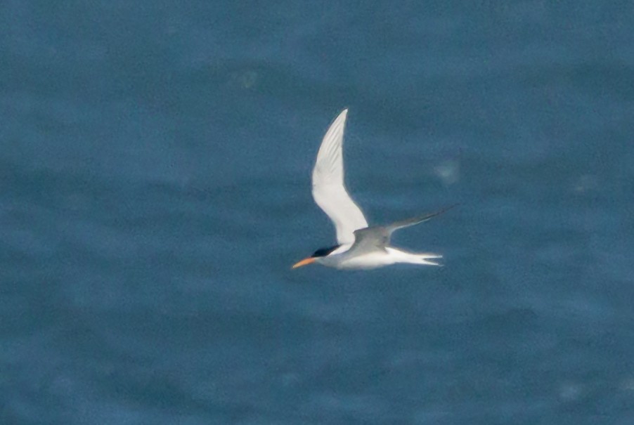 Elegant Tern - ML635182206