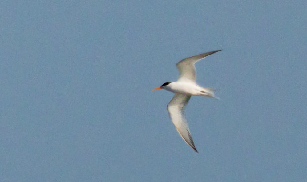 Elegant Tern - ML635182207