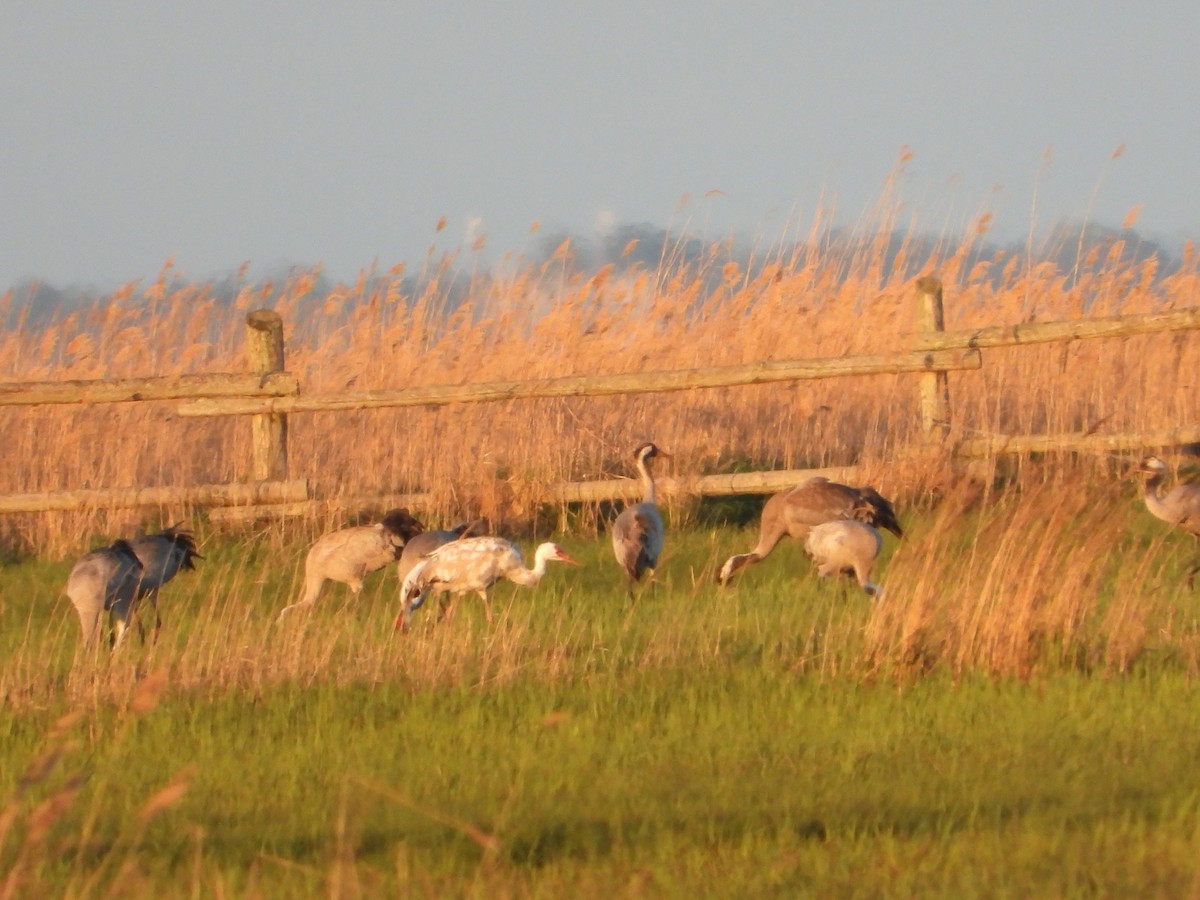 ツル科 - ML635182387