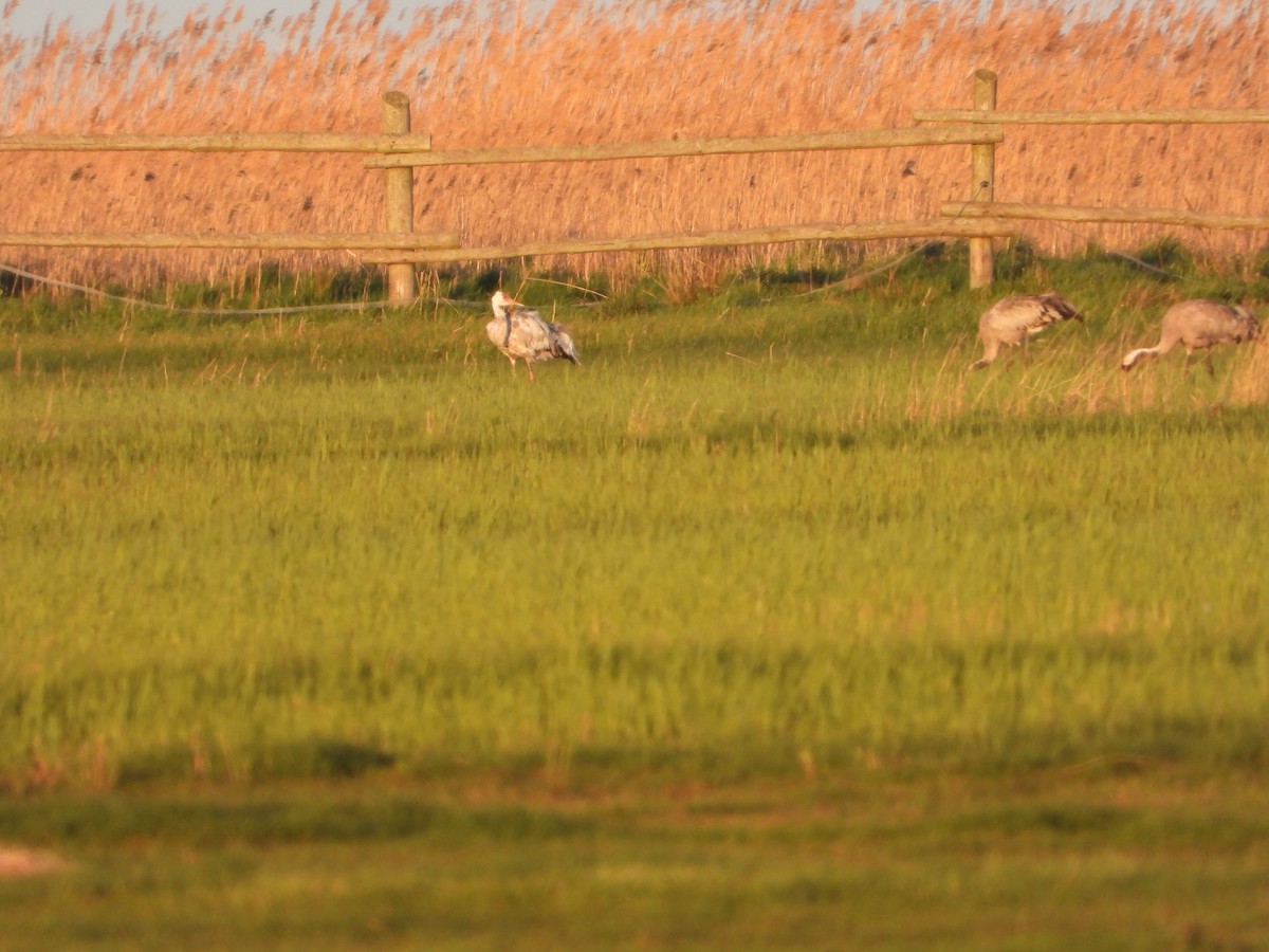 ツル科 - ML635182388