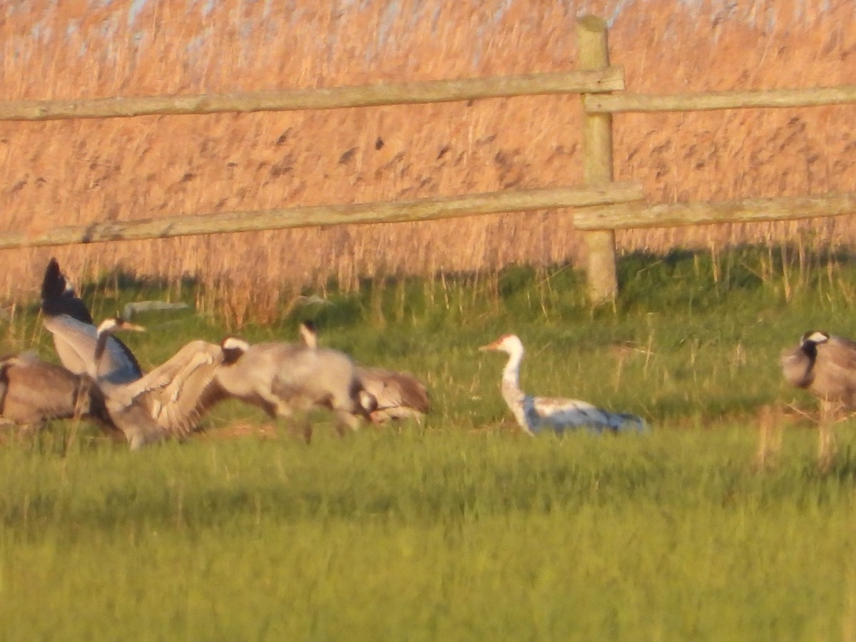 ツル科 - ML635182389