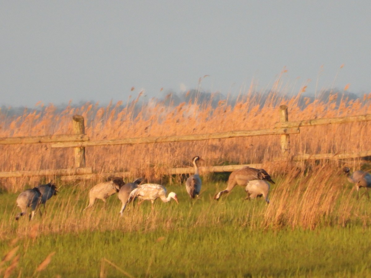 ツル科 - ML635182390