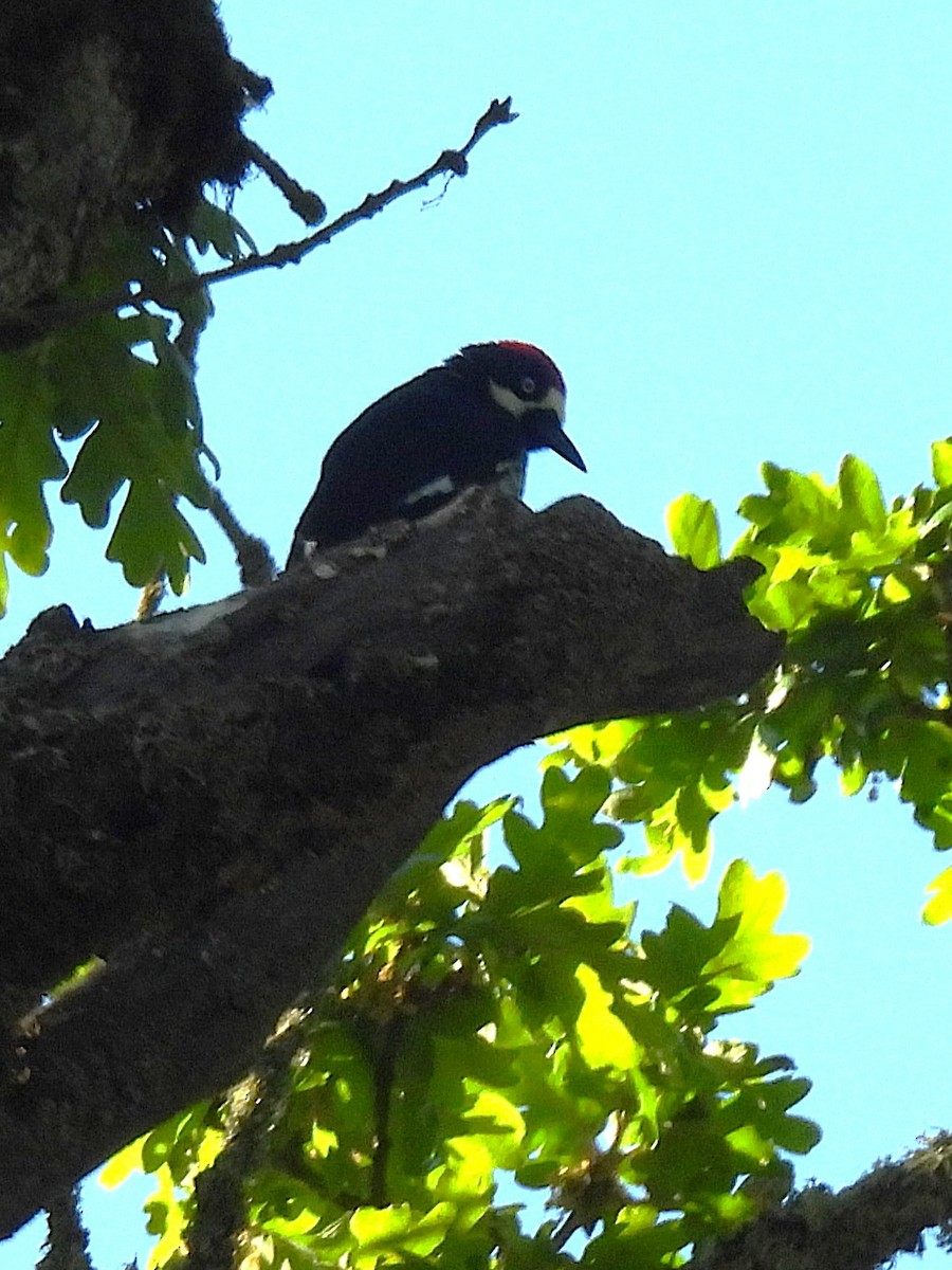 Acorn Woodpecker - ML635182399