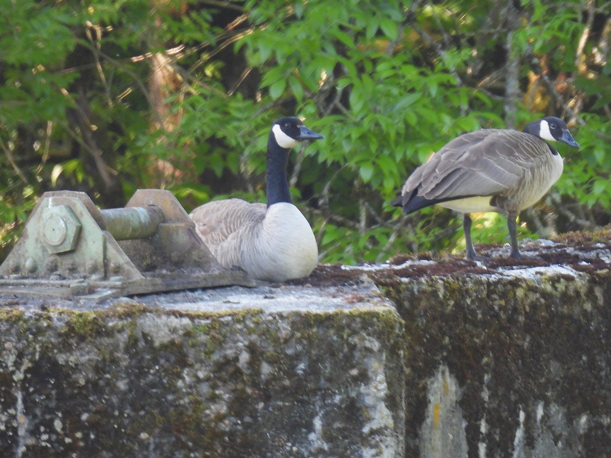 Канад галуу - ML635182451