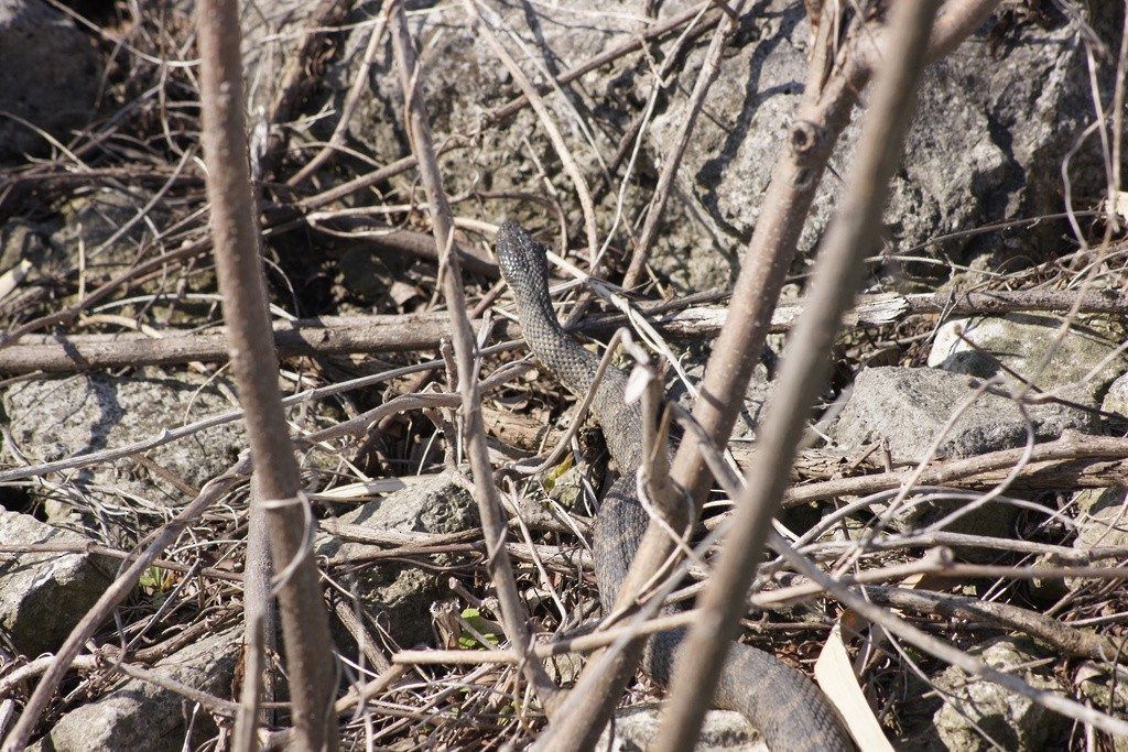 Common Watersnake - ML635182491