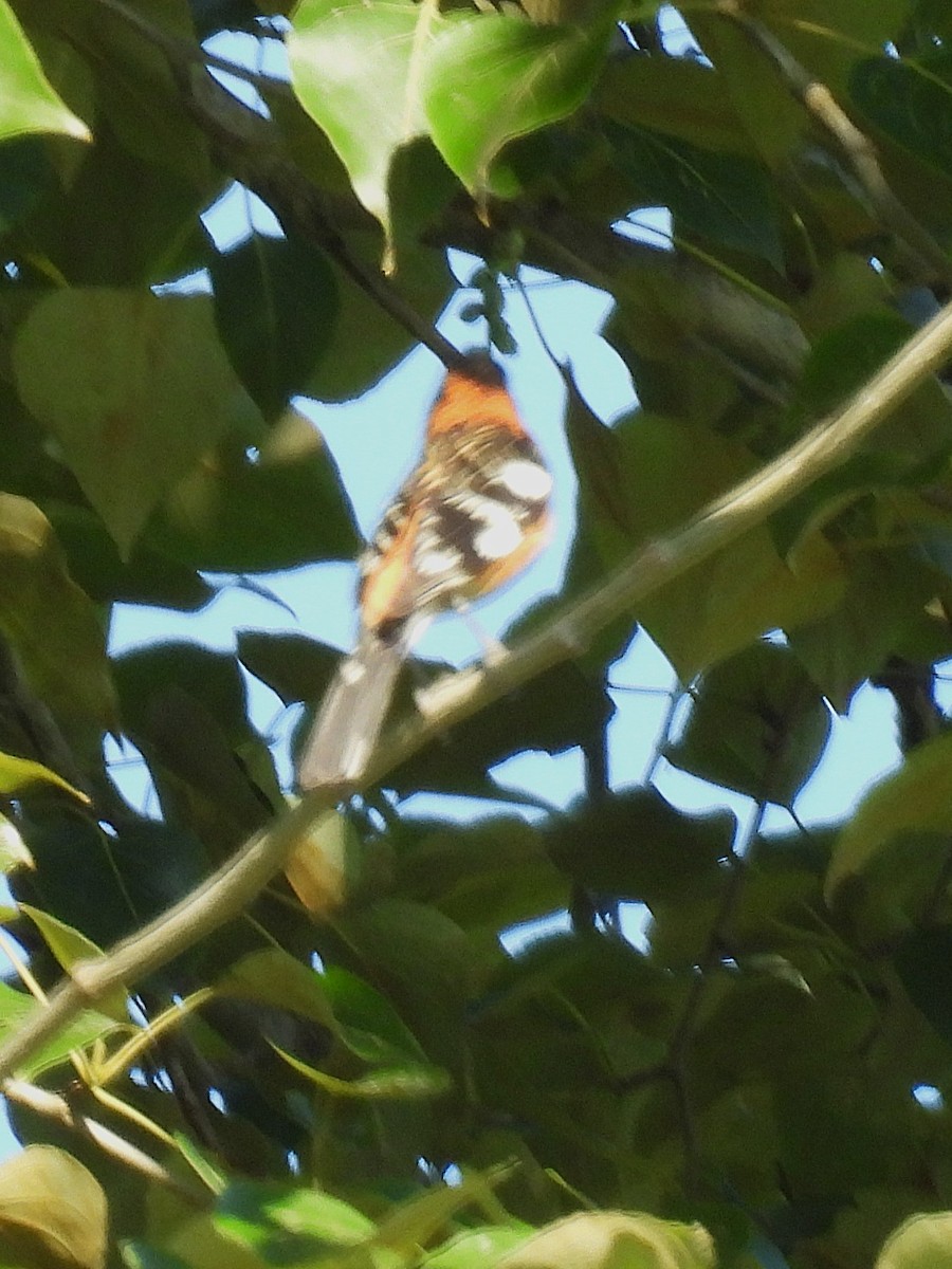 Black-headed Grosbeak - ML635182528