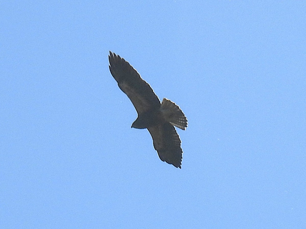 Swainson's Hawk - ML635182539