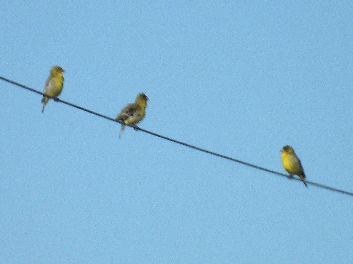Lesser Goldfinch - ML635182572