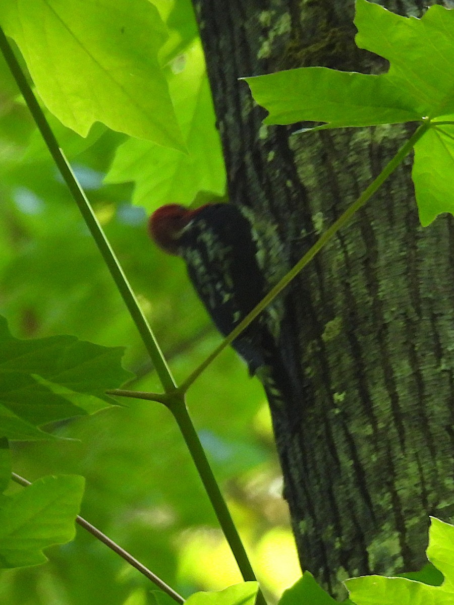 Red-breasted Sapsucker - ML635182588