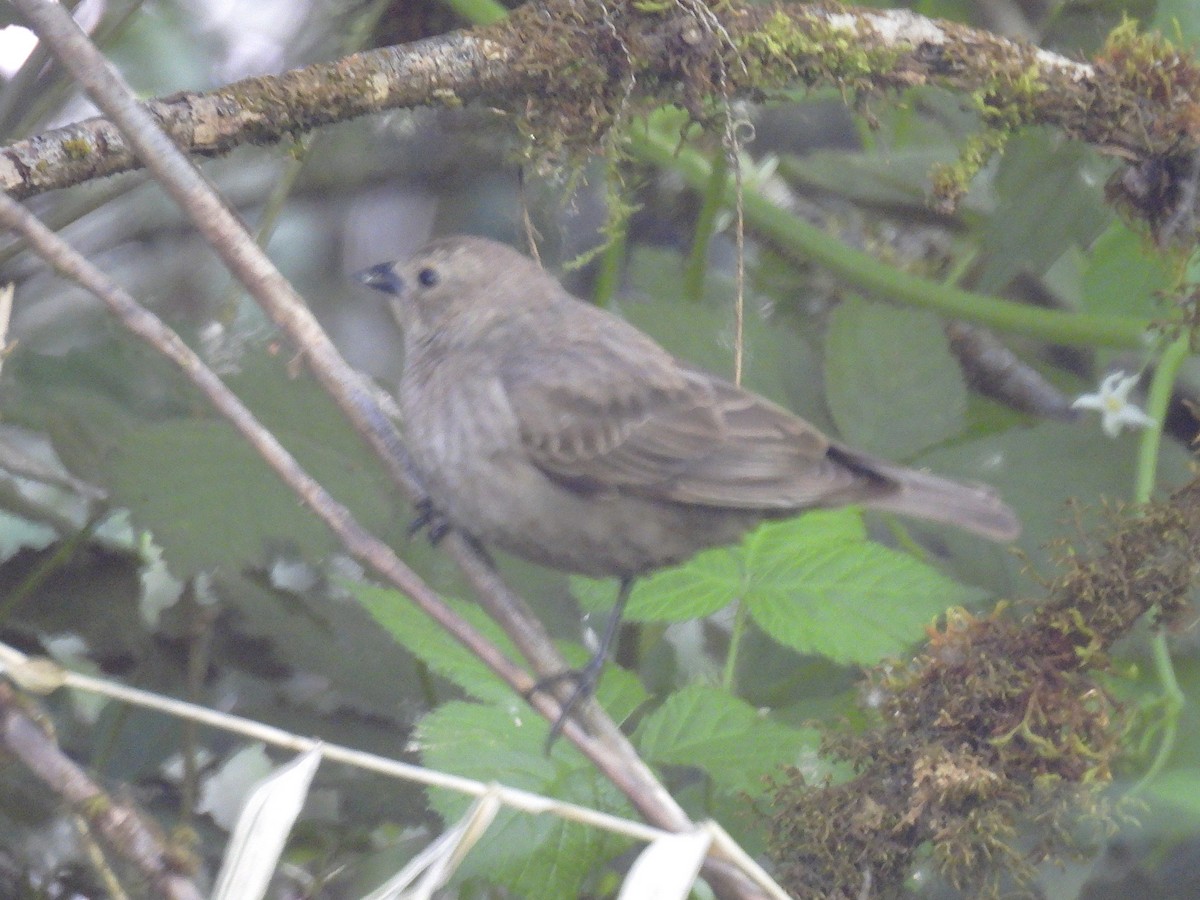 Brown-headed Cowbird - ML635182603