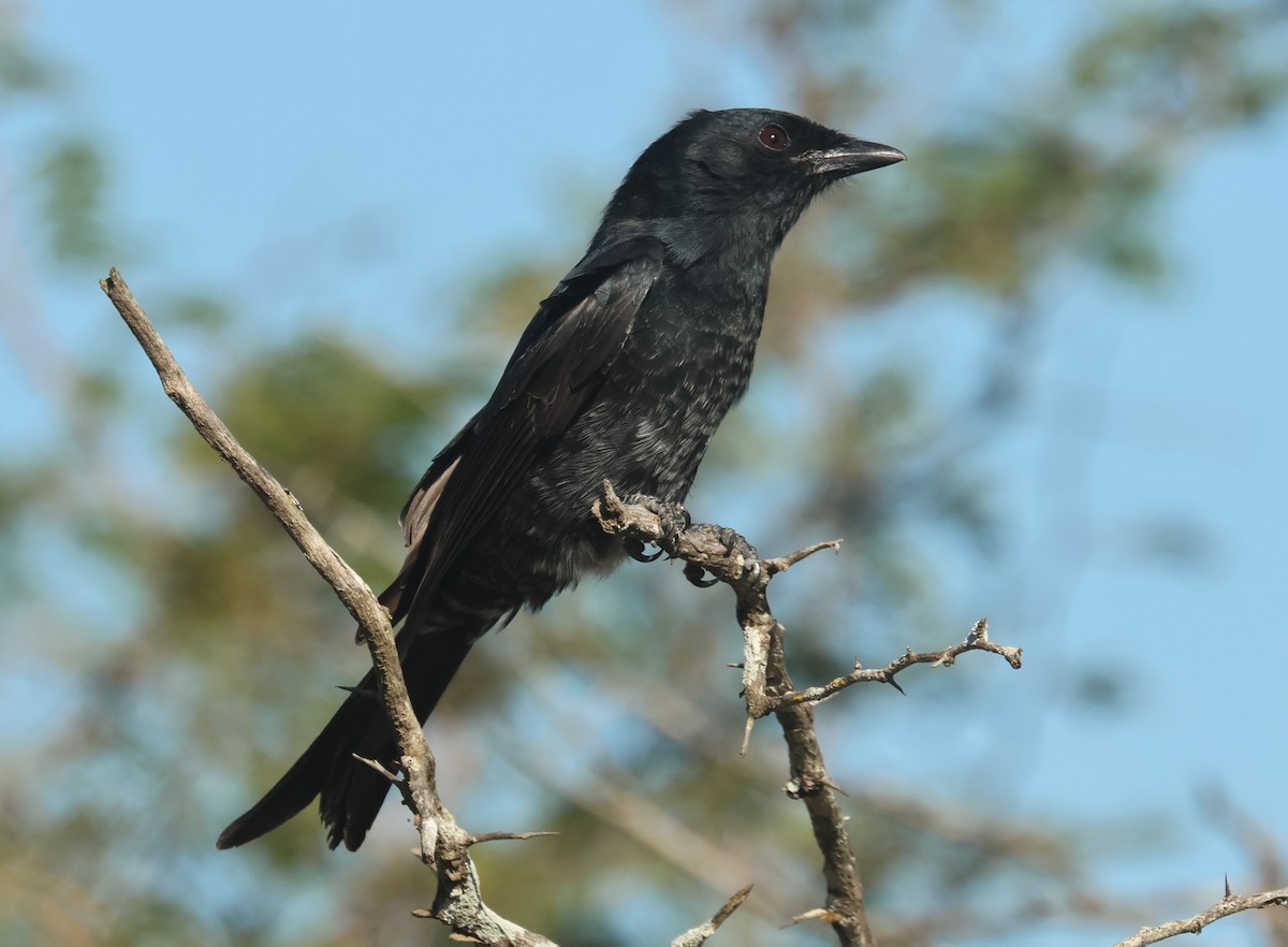 Fork-tailed Drongo - ML635182609