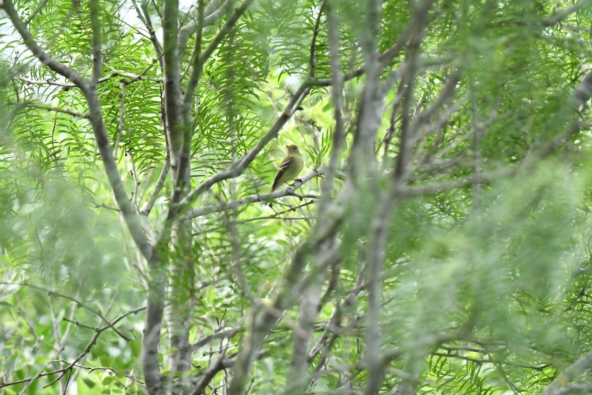 Yellow-bellied Flycatcher - ML635182674