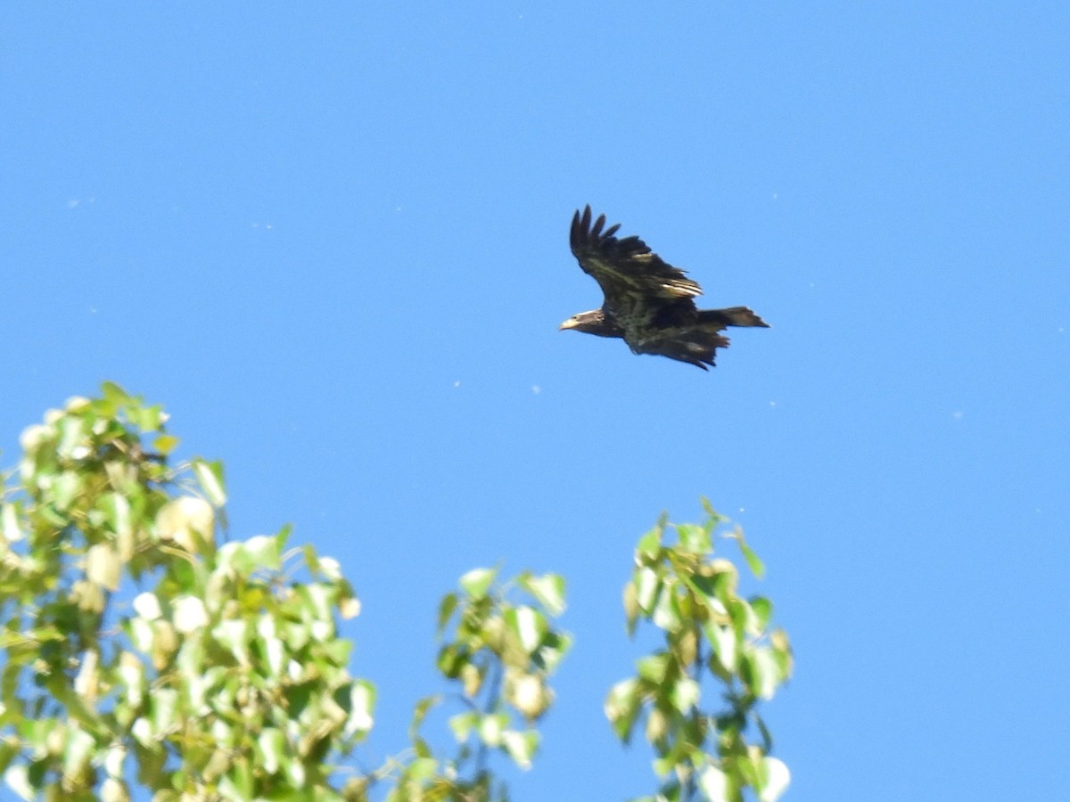 Bald Eagle - ML635182713