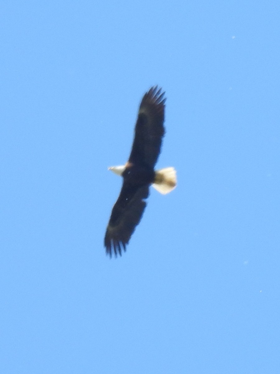 Bald Eagle - ML635182714