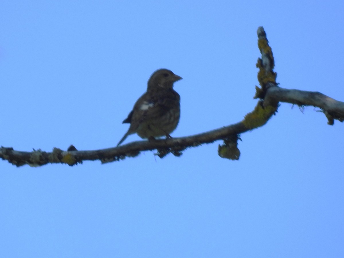 Purple Finch - ML635182720