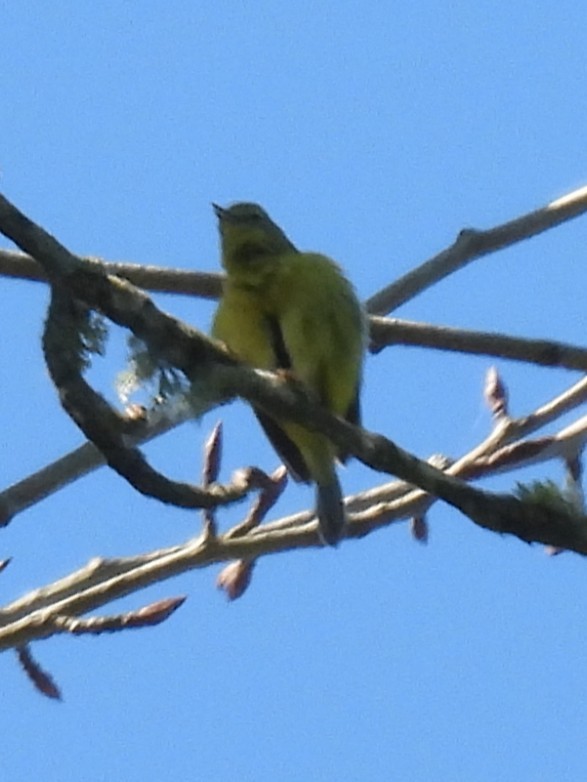 Orange-crowned Warbler (lutescens) - ML635182737