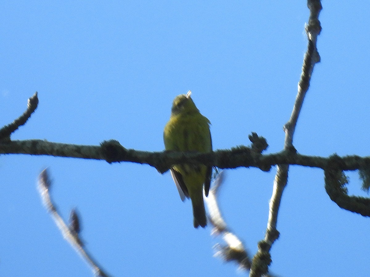 Orange-crowned Warbler (lutescens) - ML635182738