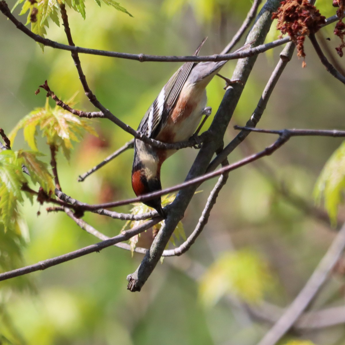 Bay-breasted Warbler - ML635182873