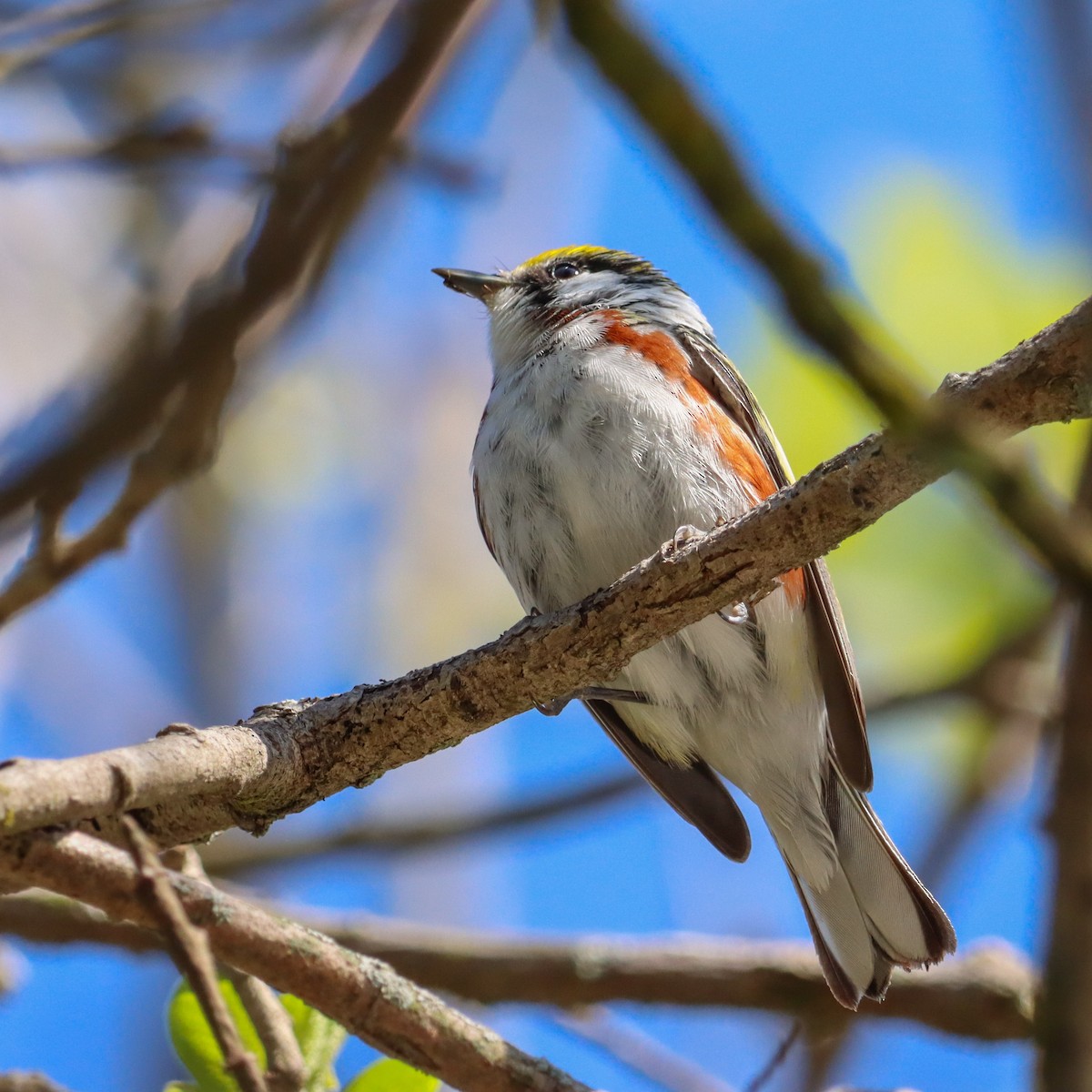 Chestnut-sided Warbler - ML635182938