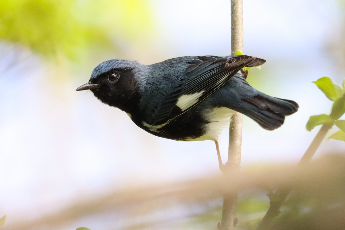 Black-throated Blue Warbler - ML635182965