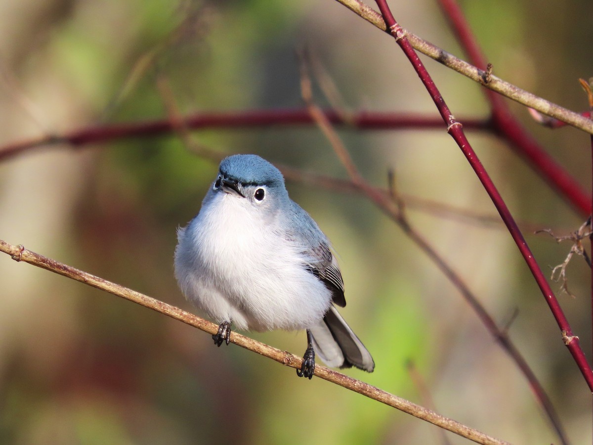 Blue-gray Gnatcatcher - ML635182971
