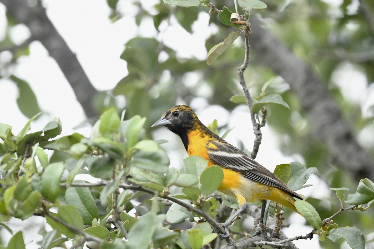 Baltimore Oriole - ML635183002