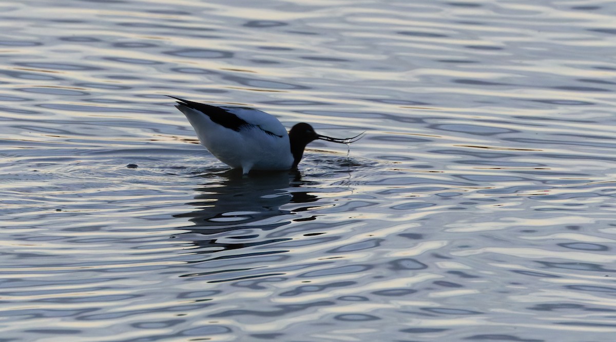 Red-necked Avocet - ML635183089