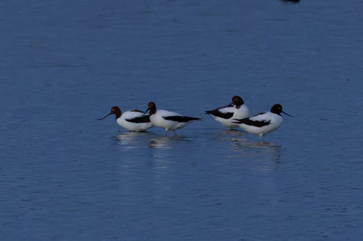Red-necked Avocet - ML635183090