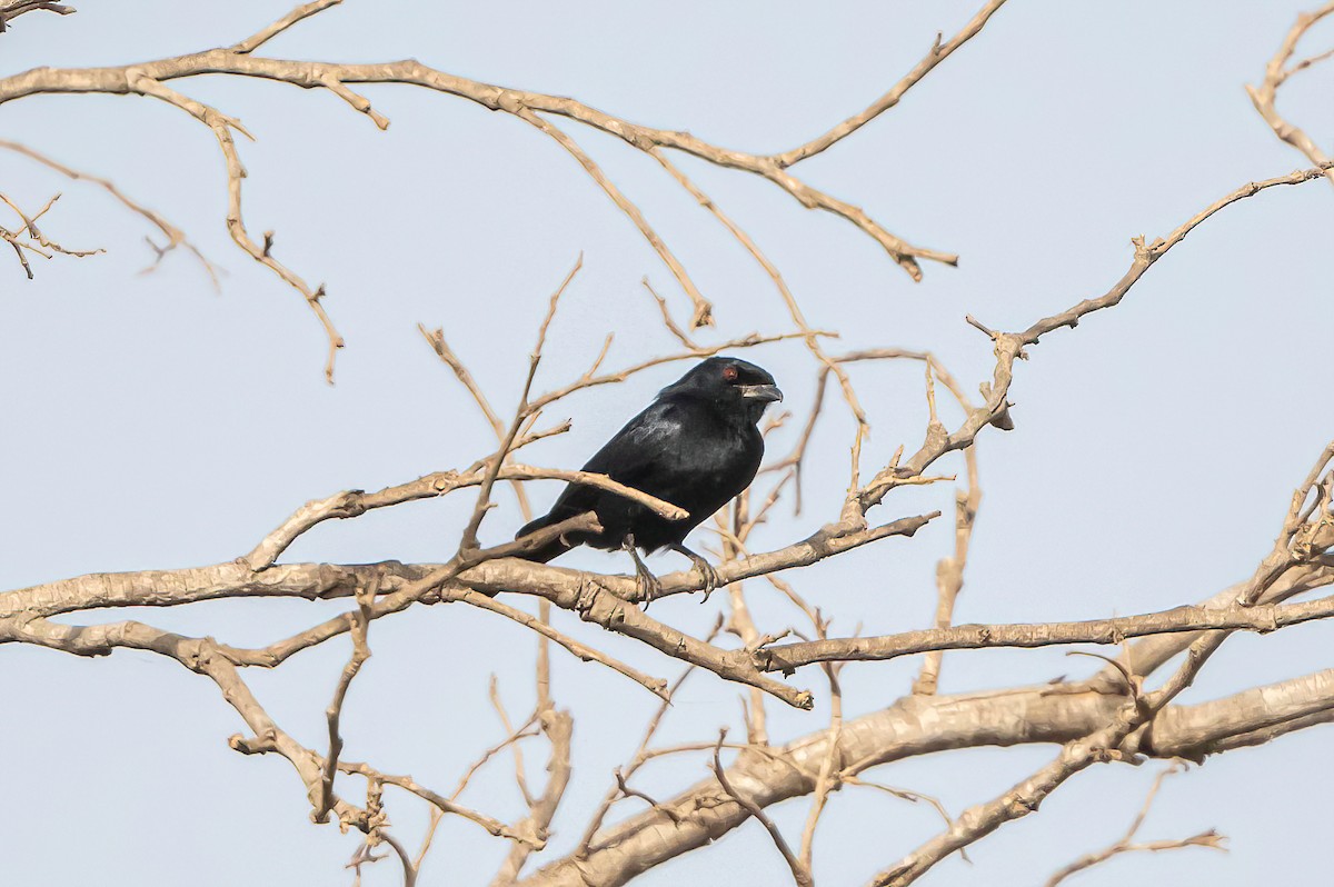 Fork-tailed Drongo - ML635183212
