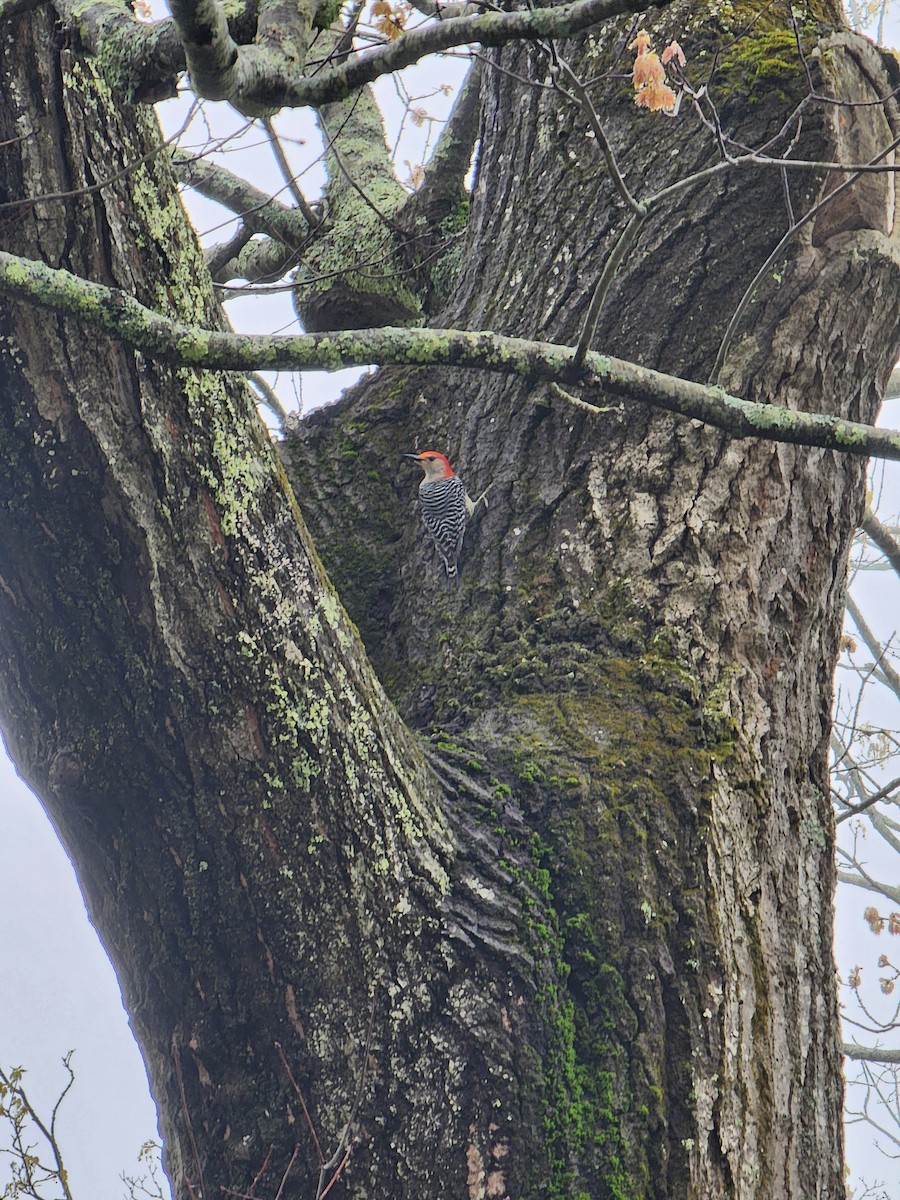 Red-bellied Woodpecker - ML635183234