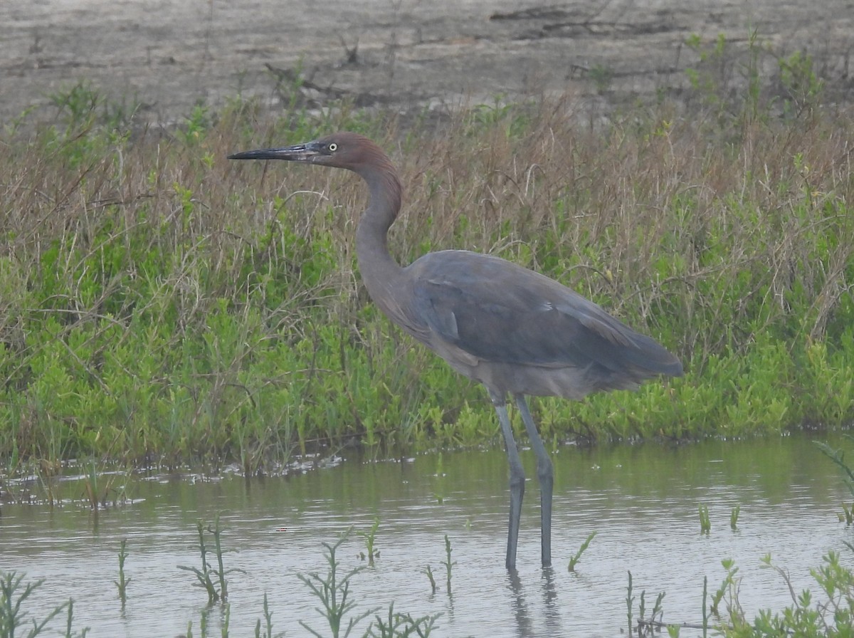 Reddish Egret - ML635183319