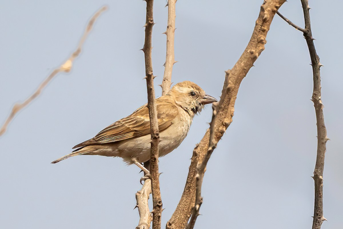 Sahel Bush Sparrow - ML635183439