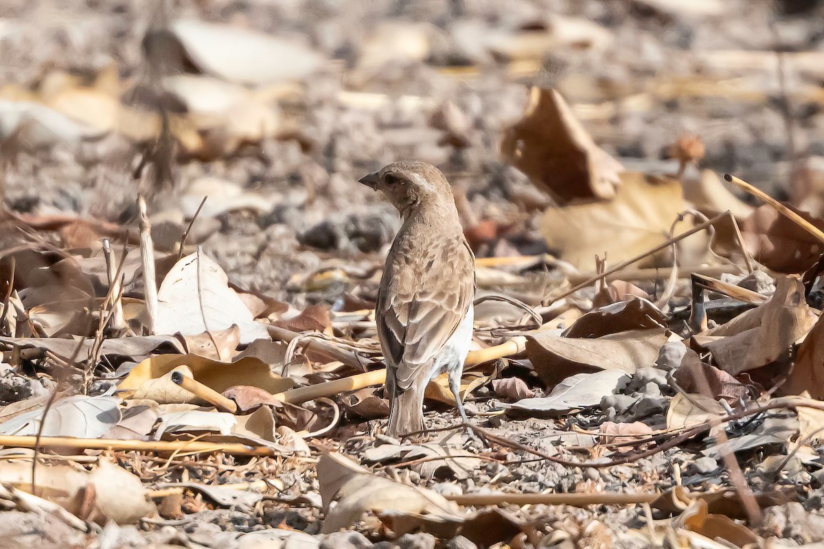 Sahel Bush Sparrow - ML635183457