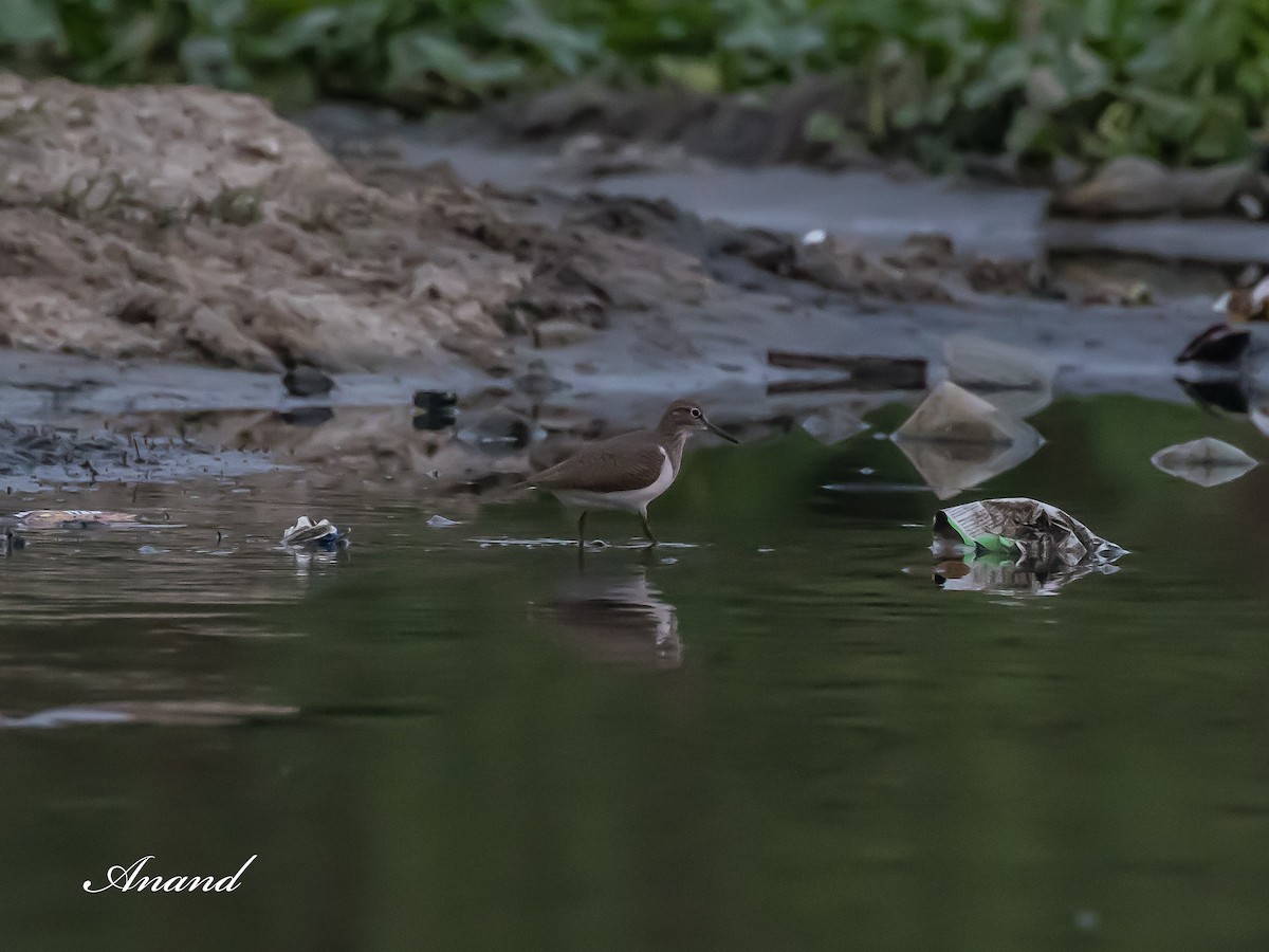Common Sandpiper - ML635183470