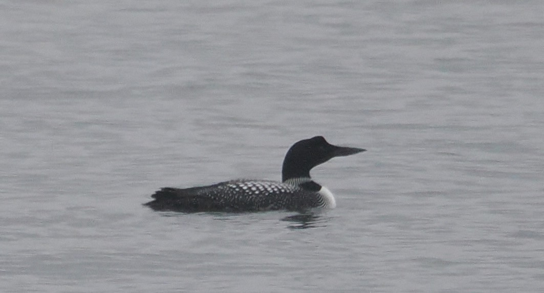 Common Loon - ML635183647