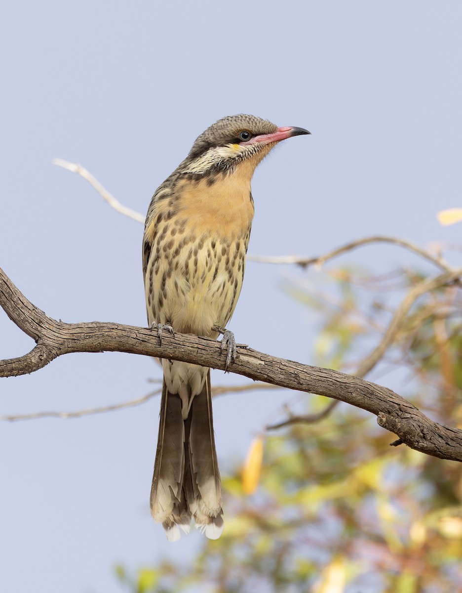 Spiny-cheeked Honeyeater - ML635183802