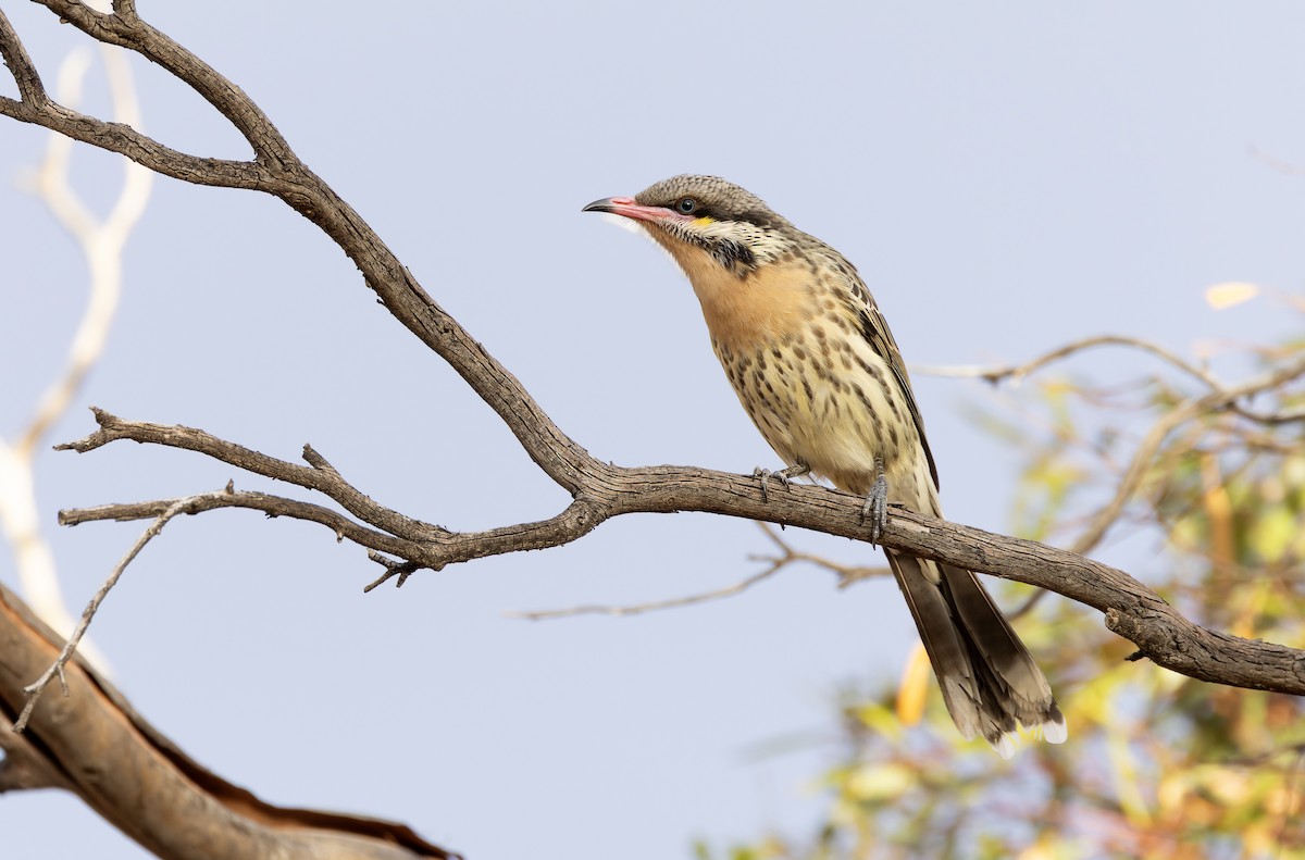 Spiny-cheeked Honeyeater - ML635183803
