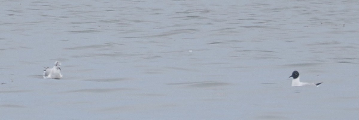 Bonaparte's Gull - ML635184022
