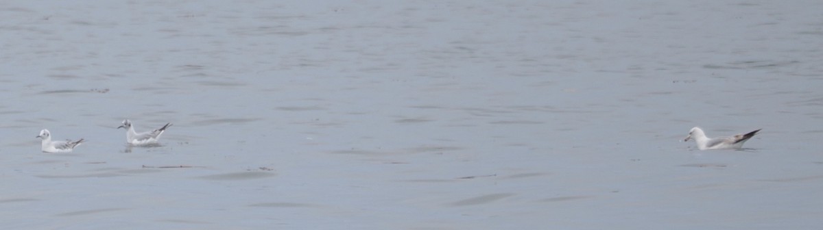 Bonaparte's Gull - ML635184023